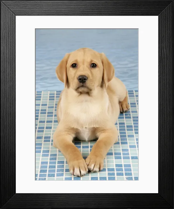 Framed Print : DOG. Labrador Retriever - 9 wk old puppy lying down on blue tiles Framed Print : DOG. Labrador Retriever - 9 wk old puppy lying down on blue tiles