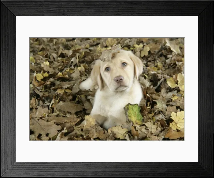 Framed Print : DOG. Labrador Retriever - 9 wk old puppy lying down in leaves Framed Print : DOG. Labrador Retriever - 9 wk old puppy lying down in leaves