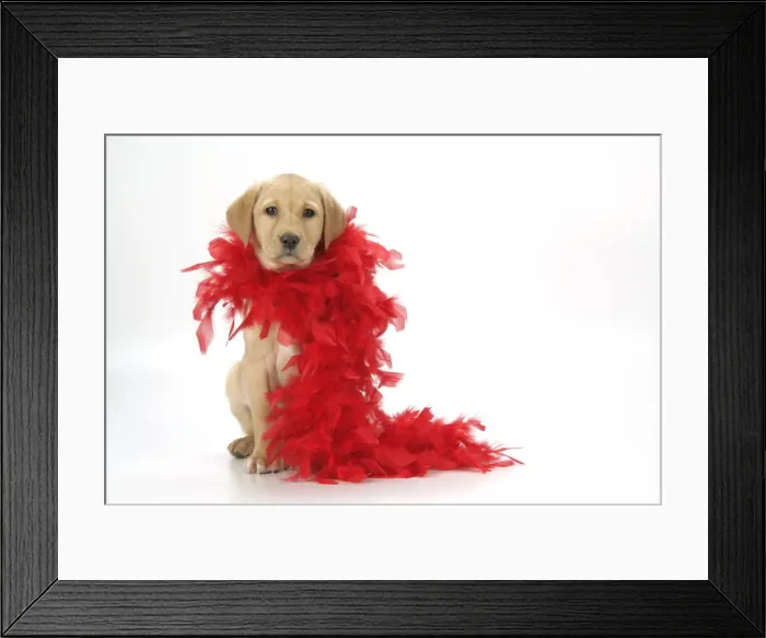 Framed Print : DOG. Labrador Retriever - 9 wk old puppy with red feather boa Framed Print : DOG. Labrador Retriever - 9 wk old puppy with red feather boa