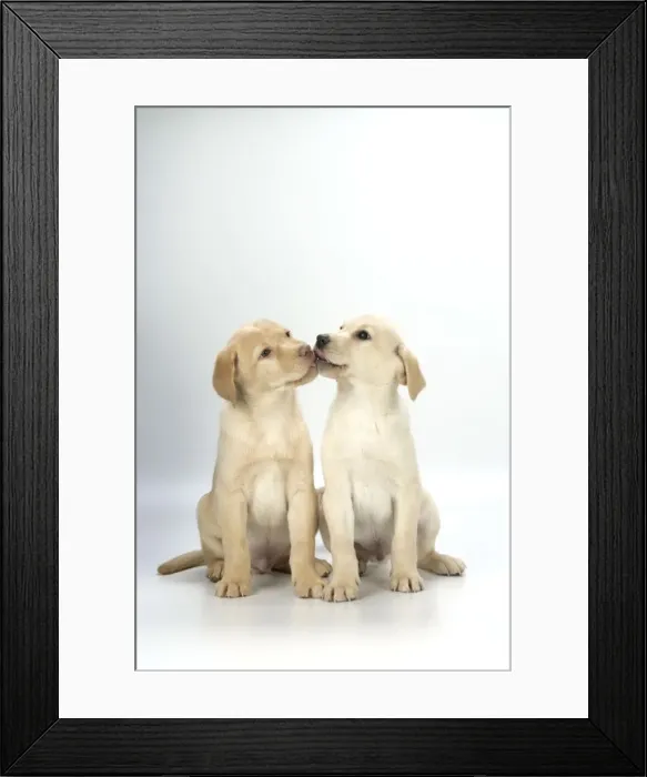 Framed Print : DOG. Labrador Retriever - 9 wk old puppies sitting down kissing Framed Print : DOG. Labrador Retriever - 9 wk old puppies sitting down kissing