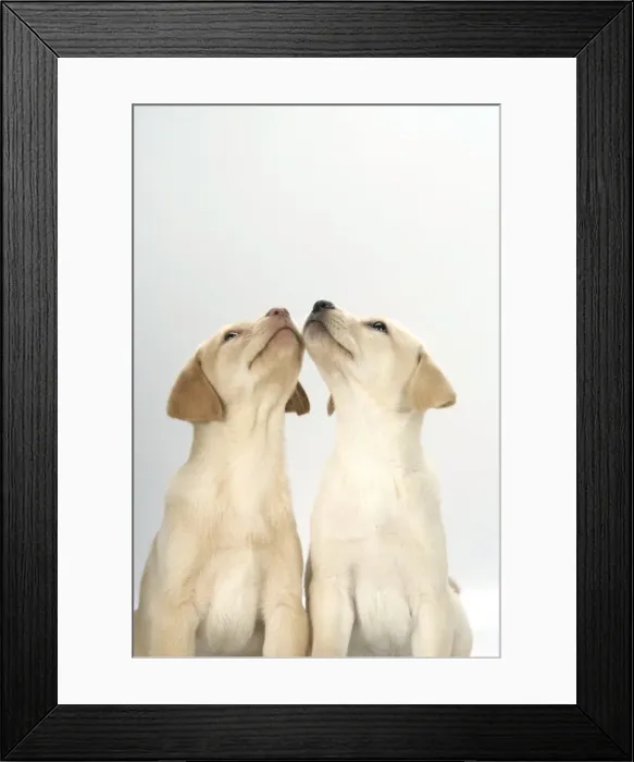 Framed Print : DOG. Labrador Retriever - 9 wk old puppies looking up Framed Print : DOG. Labrador Retriever - 9 wk old puppies looking up