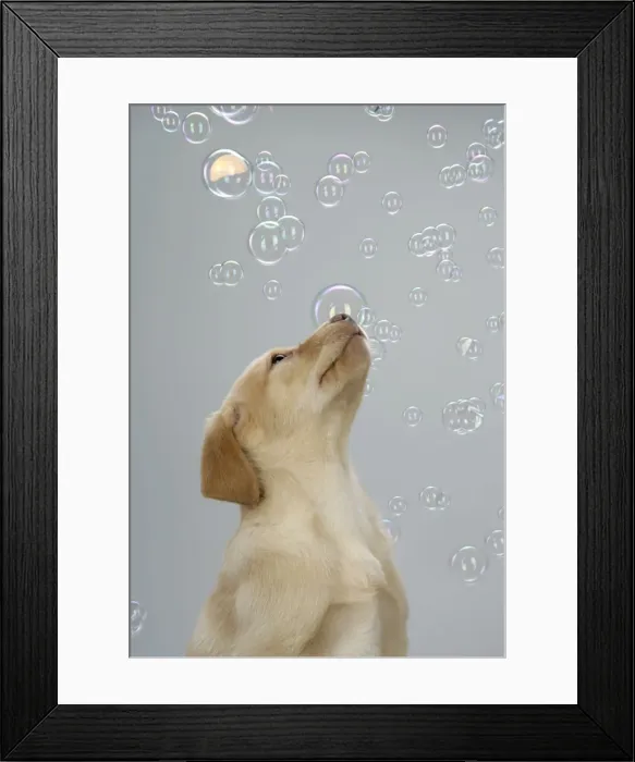 Framed Print : DOG. Labrador Retriever - 9 wk old puppies looking up at bubbles Framed Print : DOG. Labrador Retriever - 9 wk old puppies looking up at bubbles
