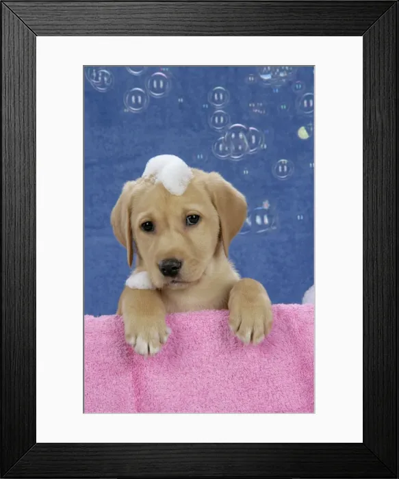 Framed Print : DOG. Labrador Retriever - 9 wk old puppies with soap and bubbles