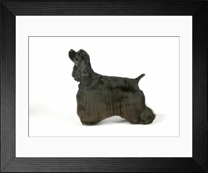 Framed Print : DOG. Black and tan American cocker spaniel Framed Print : DOG. Black and tan American cocker spaniel