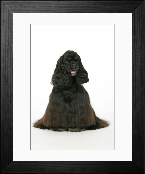 Framed Print : DOG. Black and tan American cocker spaniel Framed Print : DOG. Black and tan American cocker spaniel