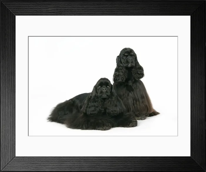 Framed Print : DOGS. Black and black and tan American cocker spaniels Framed Print : DOGS. Black and black and tan American cocker spaniels