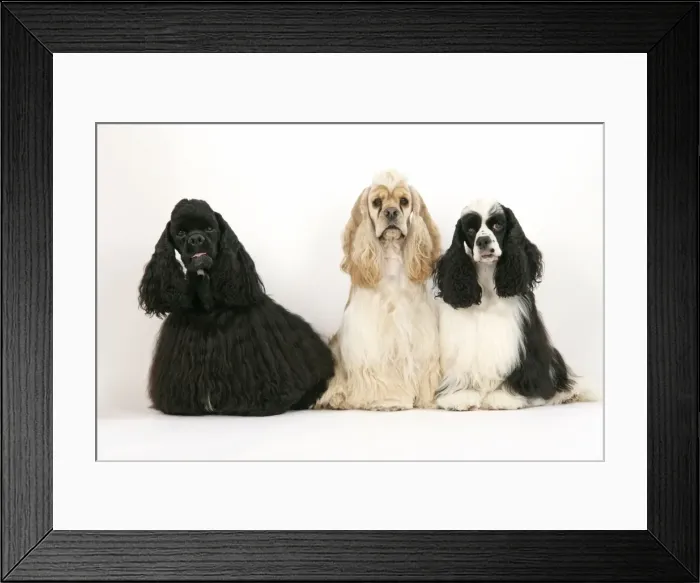 Framed Print : DOGS. Black, silver buff and black and white American cocker spaniels Framed Print : DOGS. Black, silver buff and black and white American cocker spaniels