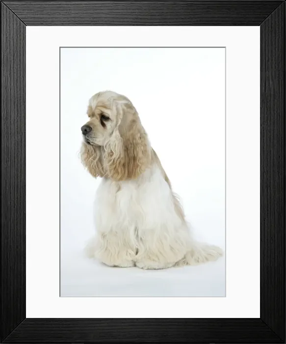 Framed Print : DOG. Silver buff American cocker spaniel Framed Print : DOG. Silver buff American cocker spaniel