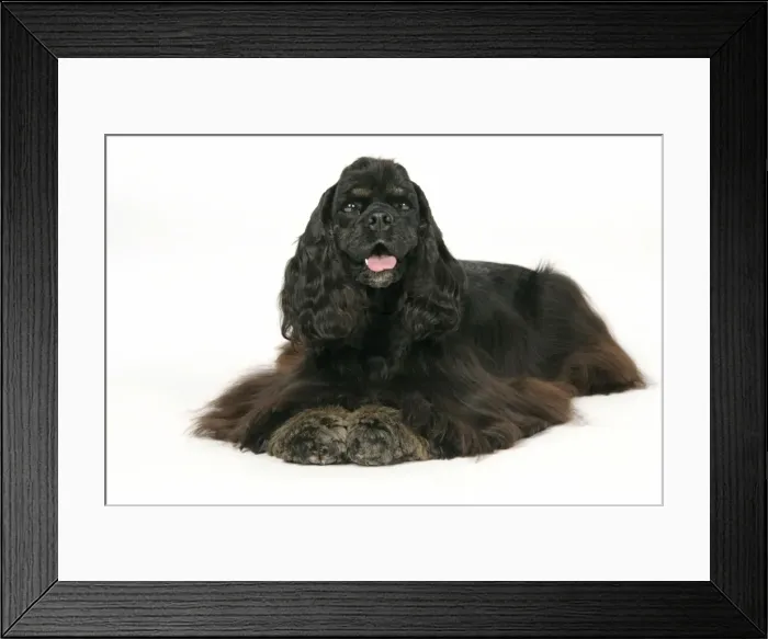 Framed Print : DOG. Black and tan American cocker spaniel laying down Framed Print : DOG. Black and tan American cocker spaniel laying down