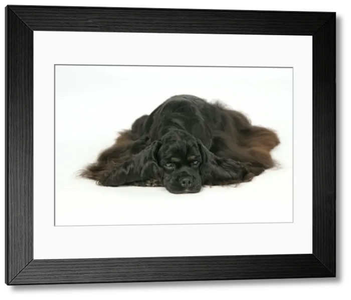 Framed Print : DOG. Black and tan American cocker spaniel laying down