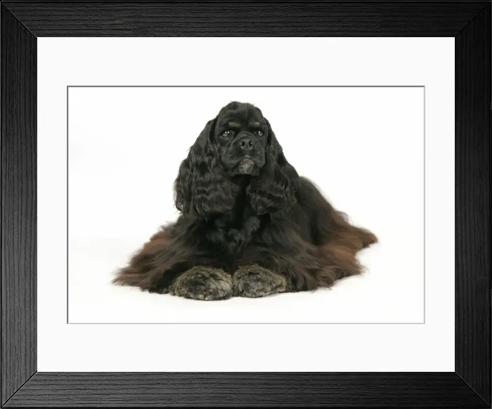 Framed Print : DOG. Black and tan American cocker spaniel Framed Print : DOG. Black and tan American cocker spaniel