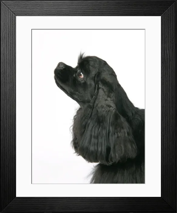 Framed Print : DOG. Black American cocker spaniel Framed Print : DOG. Black American cocker spaniel