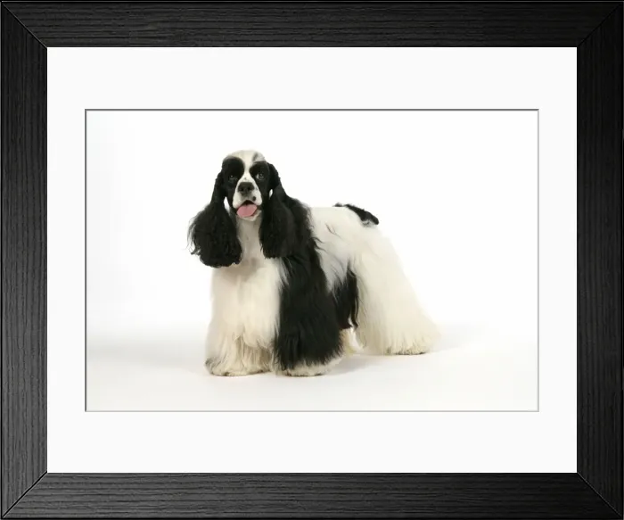 Framed Print : DOG. Black and white American cocker spaniel Framed Print : DOG. Black and white American cocker spaniel