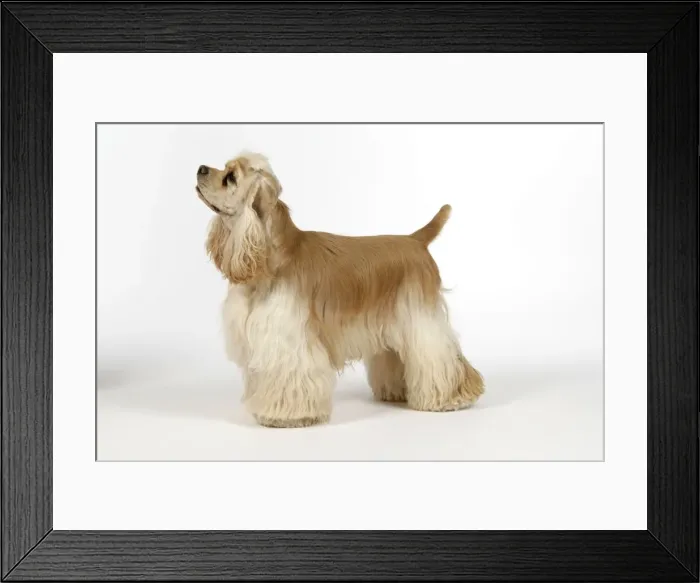 Framed Print : DOG. Silver buff American cocker spaniel Framed Print : DOG. Silver buff American cocker spaniel