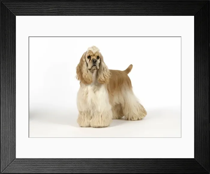 Framed Print : DOG. Silver buff American cocker spaniel Framed Print : DOG. Silver buff American cocker spaniel