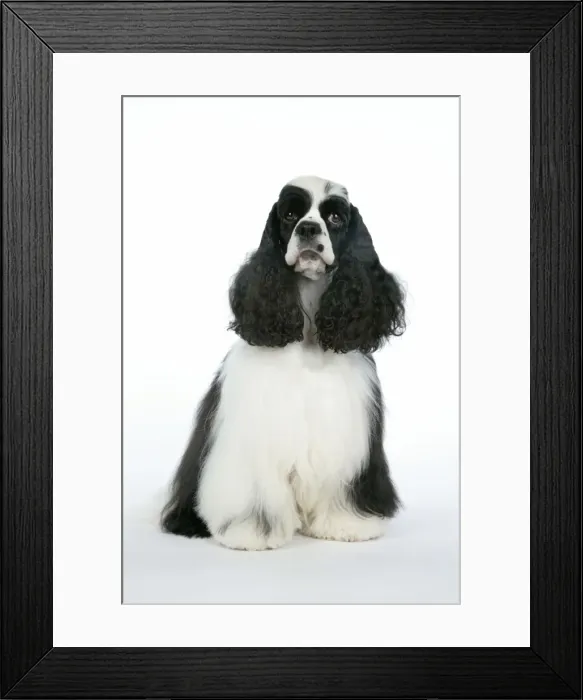 Framed Print : DOG. Black and white American cocker spaniel Framed Print : DOG. Black and white American cocker spaniel
