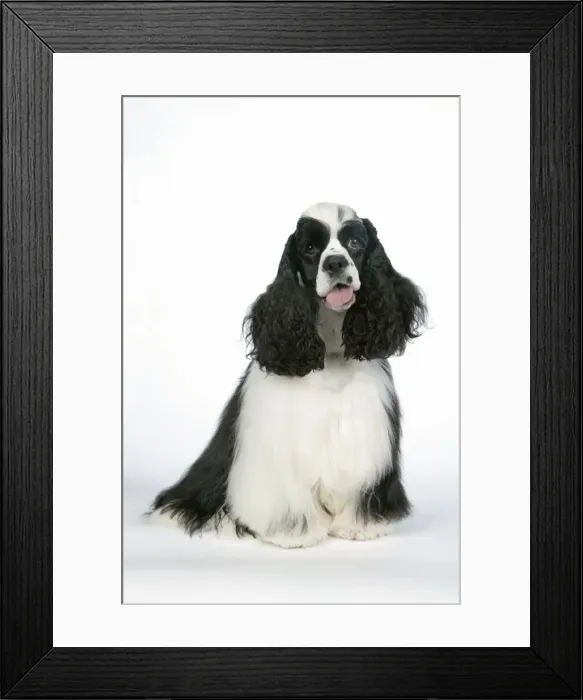 Framed Print : DOG. Black and white American cocker spaniel Framed Print : DOG. Black and white American cocker spaniel