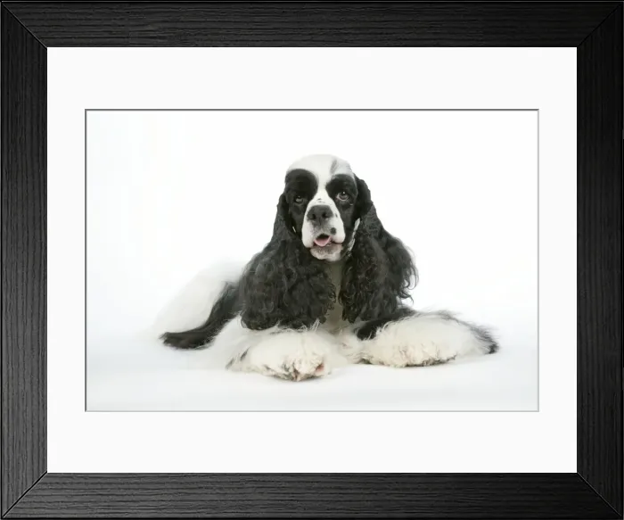 Framed Print : DOG. Black and white American cocker spaniel laying down Framed Print : DOG. Black and white American cocker spaniel laying down