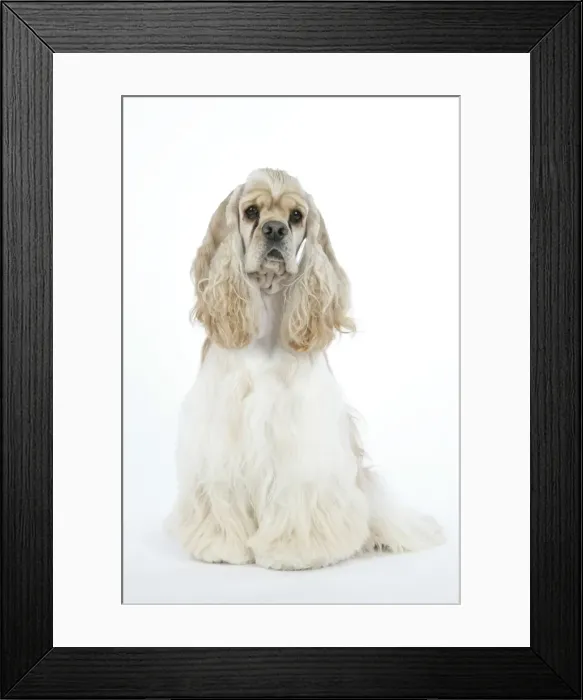 Framed Print : DOG. Silver buff American cocker spaniel Framed Print : DOG. Silver buff American cocker spaniel