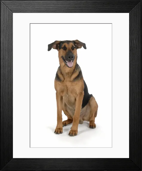 Framed Print : DOG. German Shephard cross Doberman sitting down
