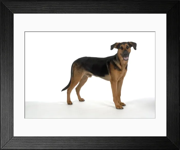 Framed Print : DOG. German Shephard cross Doberman Framed Print : DOG. German Shephard cross Doberman