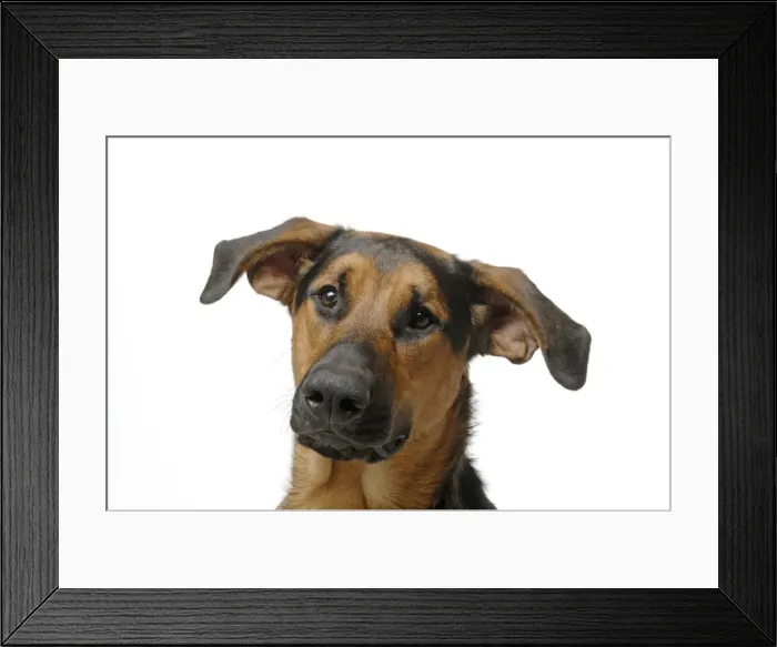 Framed Print : DOG. German Shephard cross Doberman Framed Print : DOG. German Shephard cross Doberman