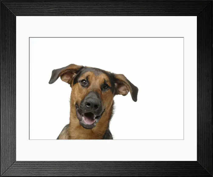 Framed Print : DOG. German Shephard cross Doberman Framed Print : DOG. German Shephard cross Doberman