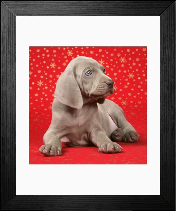 Framed Print : DOG. Weimaraner laying infront of Christmas background Framed Print : DOG. Weimaraner laying infront of Christmas background