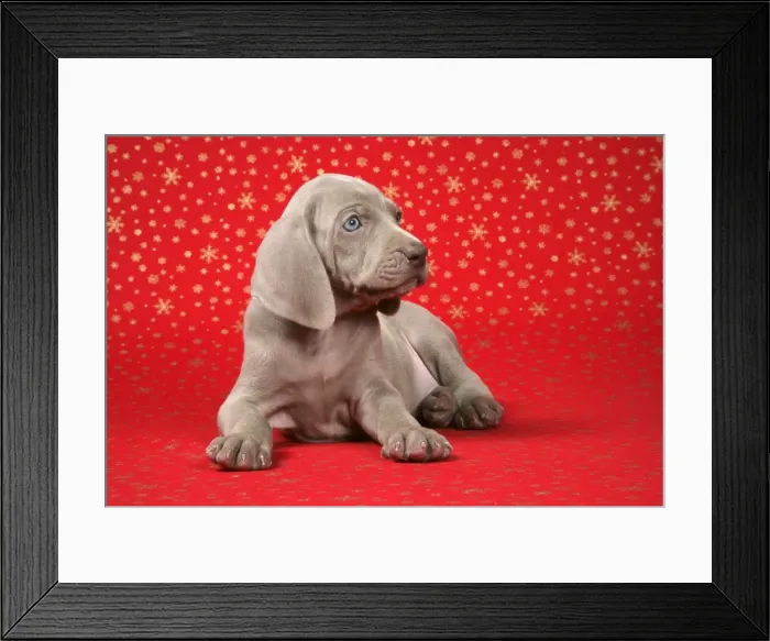 Framed Print : DOG. Weimaraner laying infront of Christmas background Framed Print : DOG. Weimaraner laying infront of Christmas background