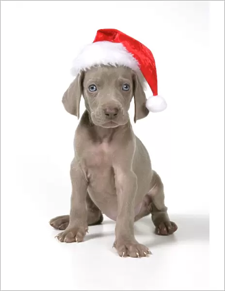 DOG. Weimaraner with Christmas hat