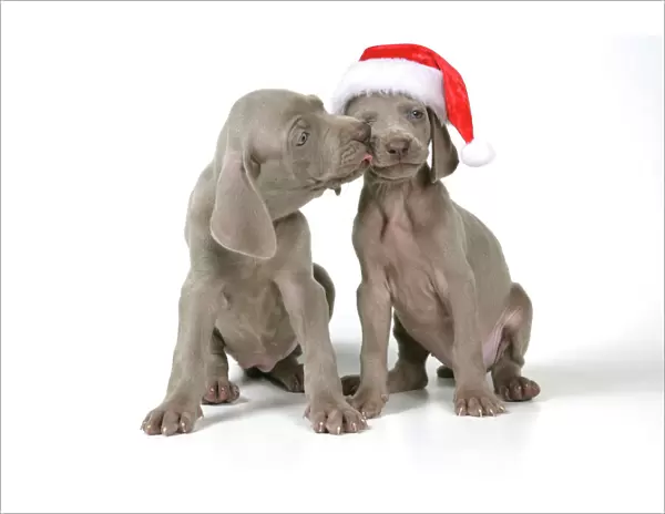 DOG. Two weimaraners, one with Christmas hat