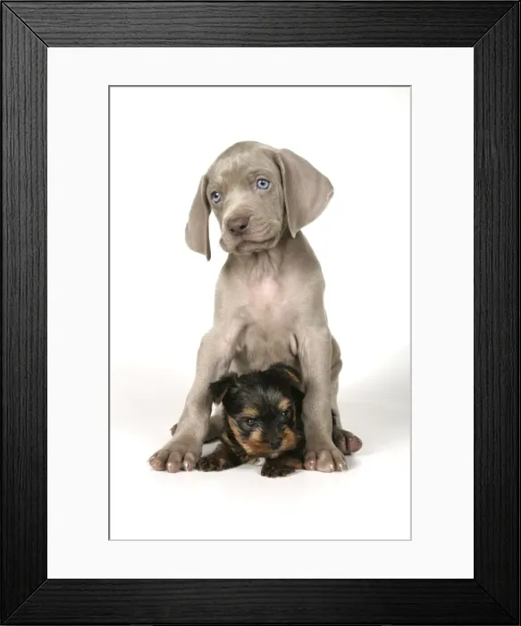 Framed Print : DOG. Weimaraner sitting on top of Yorkshire terrier Framed Print : DOG. Weimaraner sitting on top of Yorkshire terrier