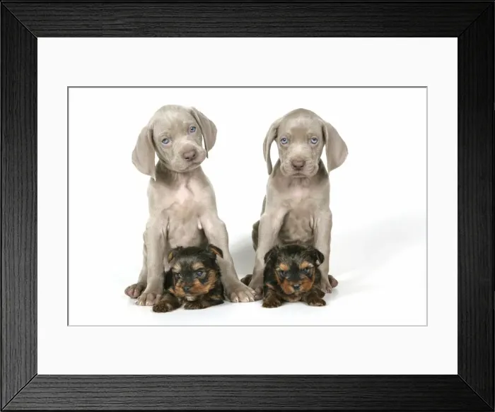 Framed Print : DOG. Two weimaraners sitting on top of Yorkshire terriers Framed Print : DOG. Two weimaraners sitting on top of Yorkshire terriers