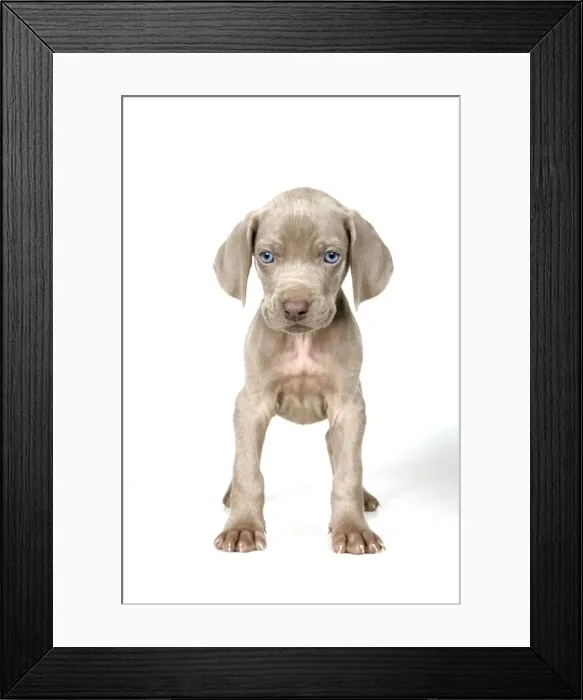 Framed Print : DOG. Weimaraner standing up Framed Print : DOG. Weimaraner standing up