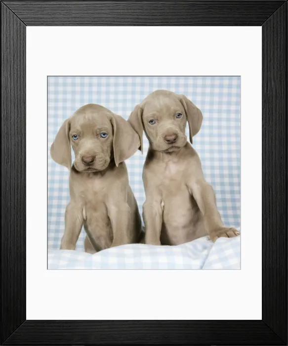 Framed Print : DOG. Two weimaraners on blanket Framed Print : DOG. Two weimaraners on blanket