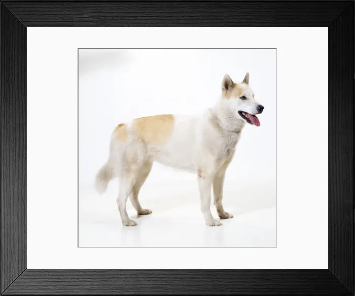 Framed Print : Eskimo / Greenland Dog Framed Print : Eskimo / Greenland Dog