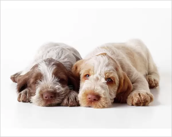 Spinone Dog - puppies laying down