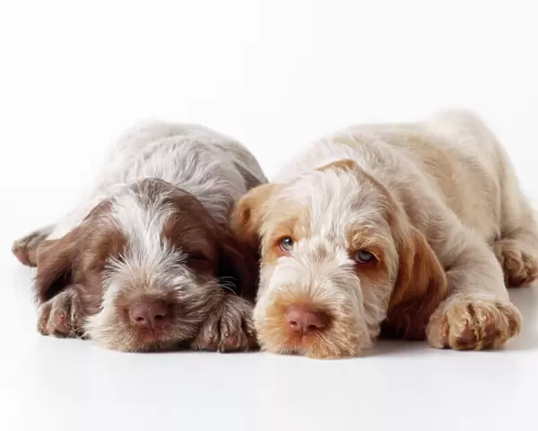 Spinone Dog - puppies laying down