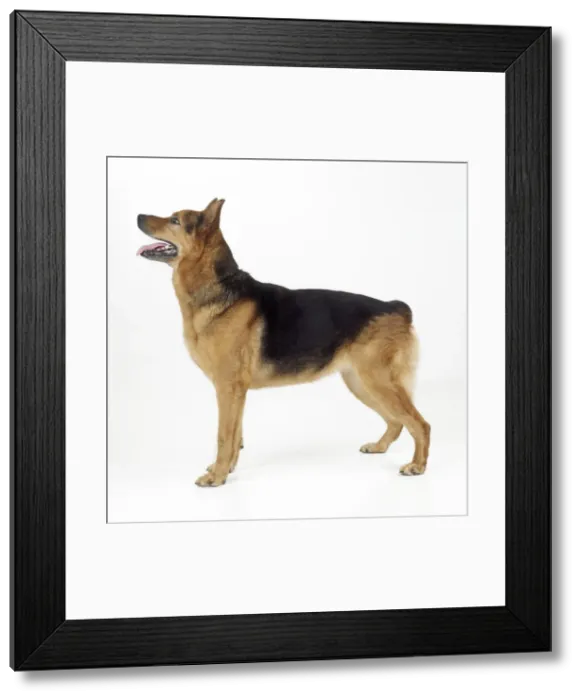 Framed Print : Crossbreed Rottweiler / German Shepherd Dog Framed Print : Crossbreed Rottweiler / German Shepherd Dog