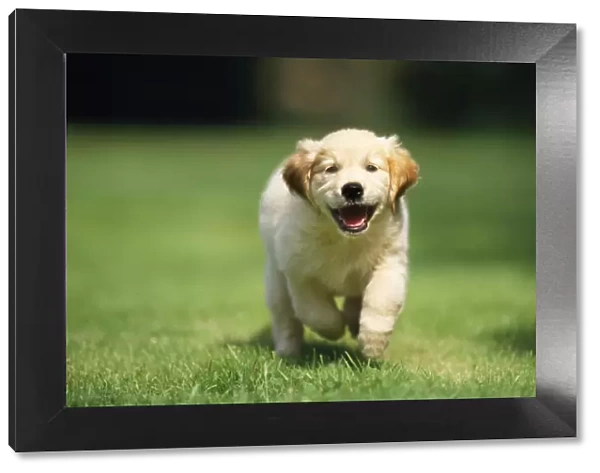 Golden Retriever Dog - puppy running towards camera