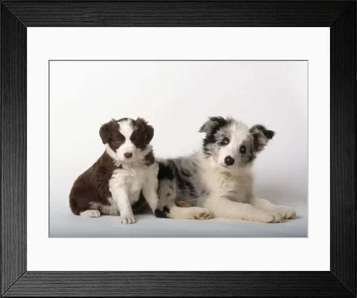 Framed Print : Border Collie Dog - puppies Framed Print : Border Collie Dog - puppies