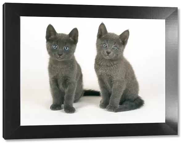 Russian Blue Cat - 8 week old kittens