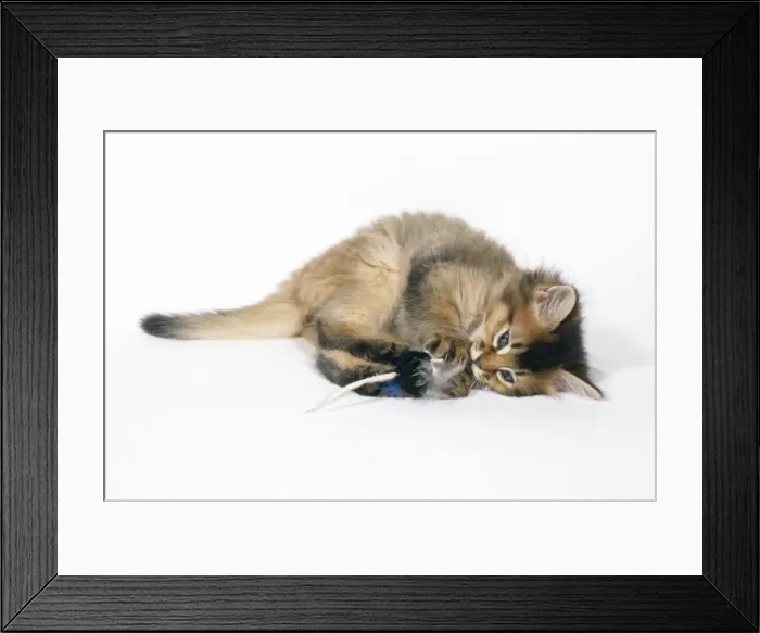 Framed Print : Somali Cat - 6 week old kitten playing Framed Print : Somali Cat - 6 week old kitten playing