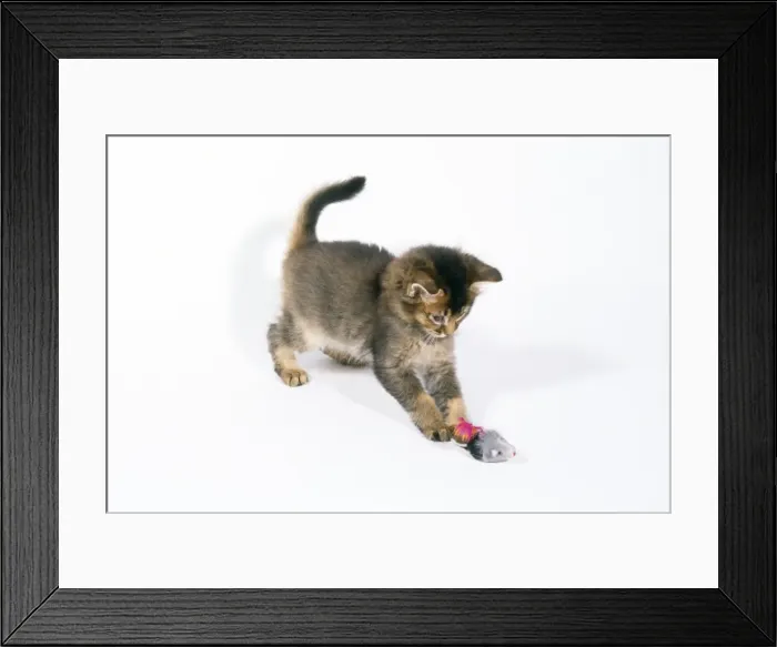 Framed Print : Somali Cat - 6 week old kitten playing Framed Print : Somali Cat - 6 week old kitten playing