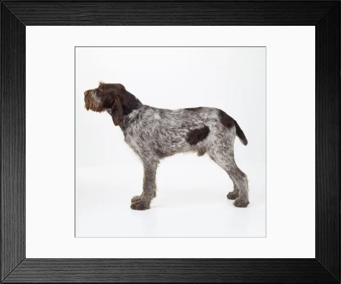 Framed Print : Spinone (Italian) Dog Framed Print : Spinone (Italian) Dog