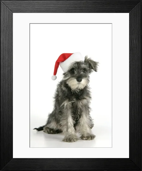Framed Print : DOG. Schnauzer puppy wearing a Christmas hat Framed Print : DOG. Schnauzer puppy wearing a Christmas hat