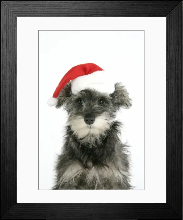 Framed Print : DOG. Schnauzer puppy wearing a Christmas hat Framed Print : DOG. Schnauzer puppy wearing a Christmas hat