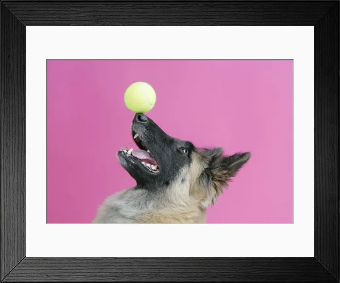 Framed Print : DOG. Tervuren, balancing ball on nose Framed Print : DOG. Tervuren, balancing ball on nose