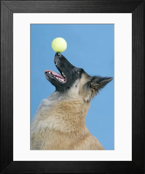 Framed Print : DOG. Tervuren, balancing ball on nose Framed Print : DOG. Tervuren, balancing ball on nose