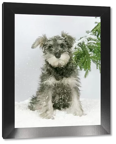 DOG. Schnauzer puppy in snow